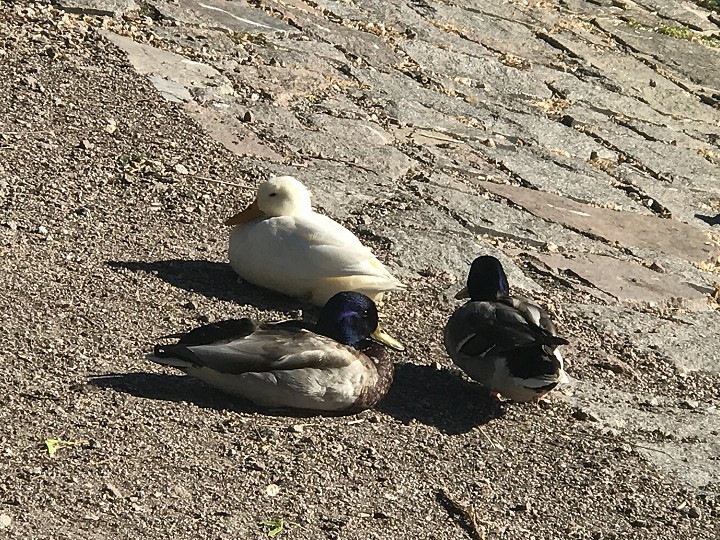 Töölönlahden valkea sorsa