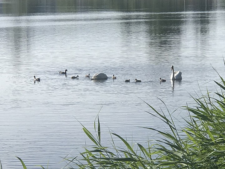 Töölönlahden joutsenpari on liikkeellä poikasineen.