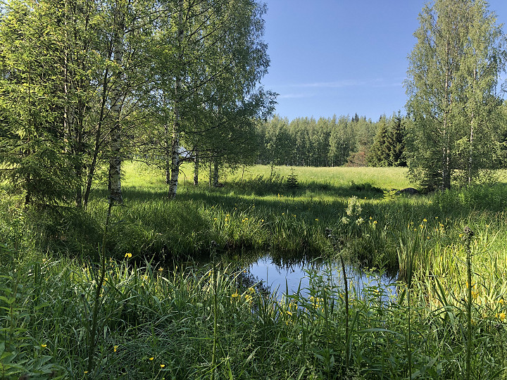 Juhannus