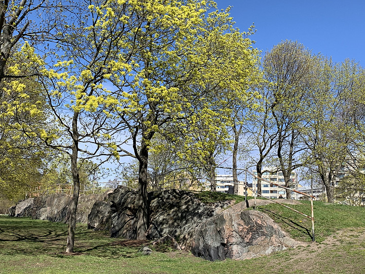 Kevättä Helsingissä