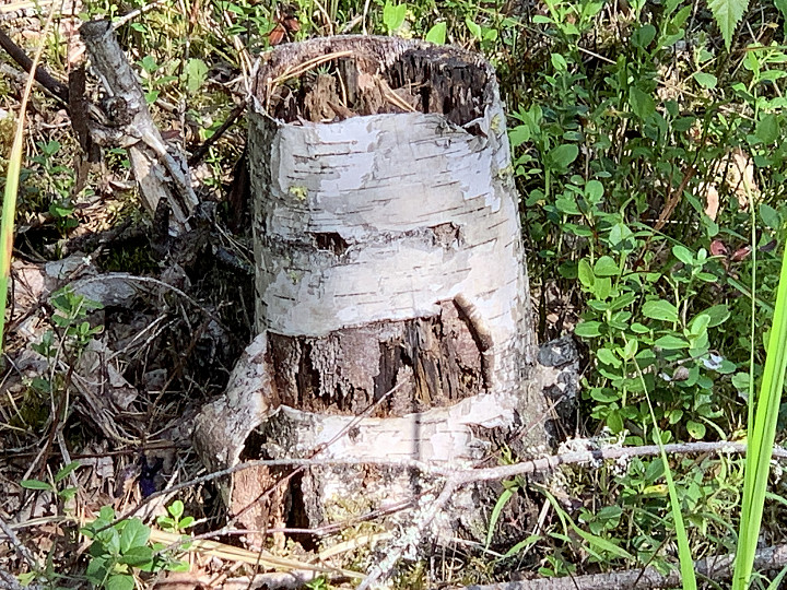 Veikeä
