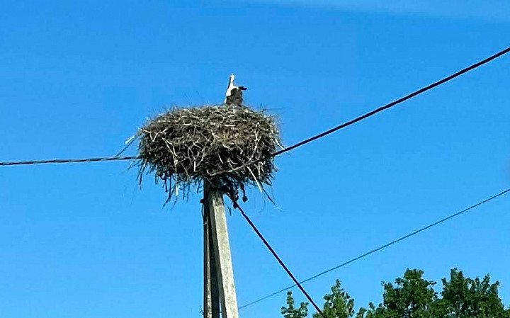 Haikaranpesiä on kaikkialla Virossa